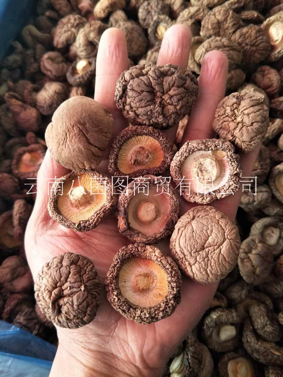 人工種植香菇  香菇批發(fā)  香菇報(bào)價(jià)  香菇供應(yīng)商  香菇哪里好