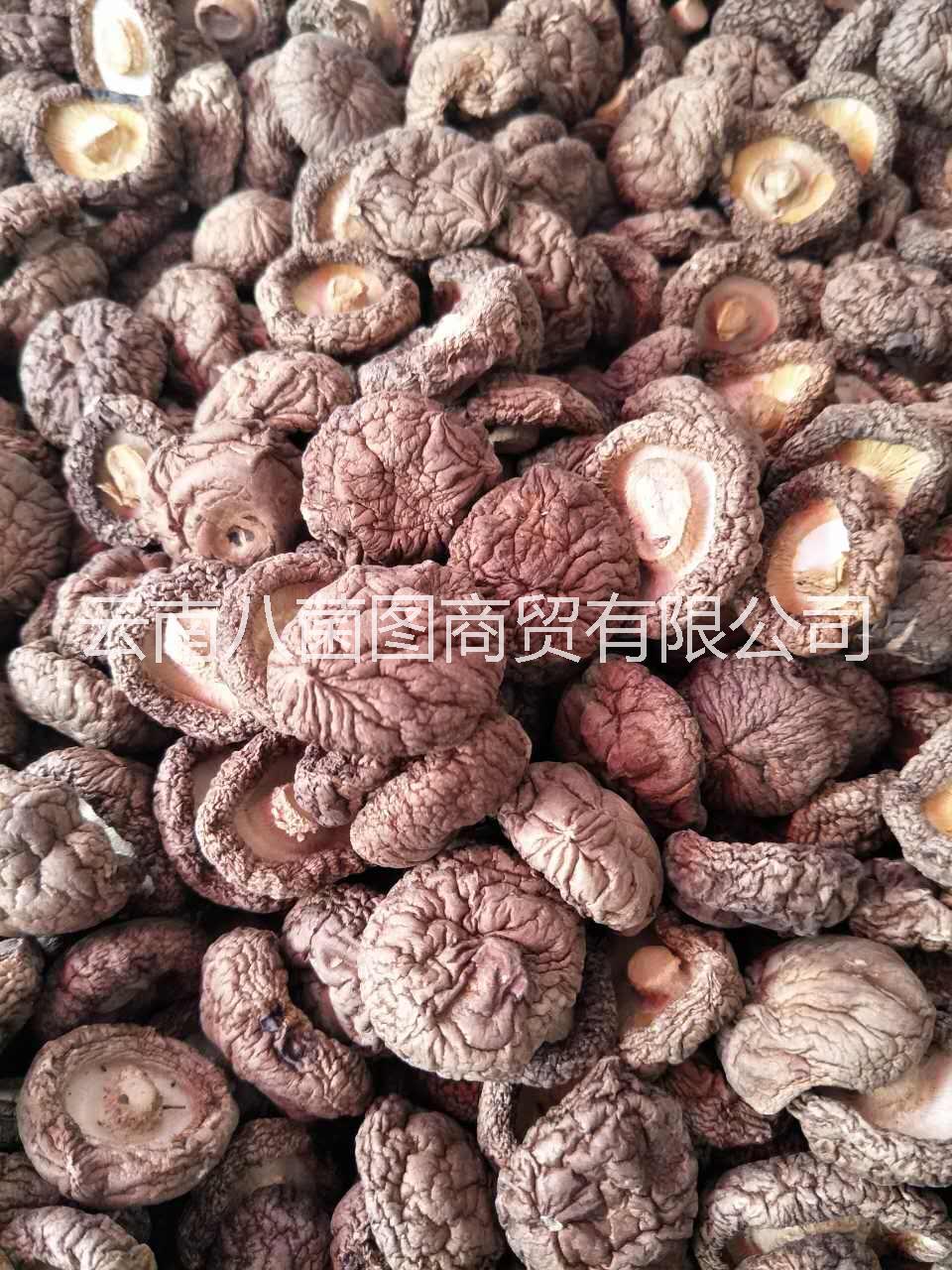 人工種植香菇  香菇批發(fā)  香菇報(bào)價(jià)  香菇供應(yīng)商  香菇哪里好