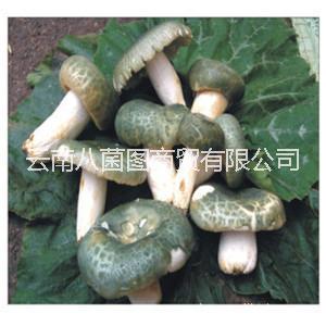 云南青頭菌鮮貨 青頭菌鮮貨批發(fā) 青頭菌鮮貨報價 青頭菌鮮貨供應(yīng)商 青頭菌哪里好