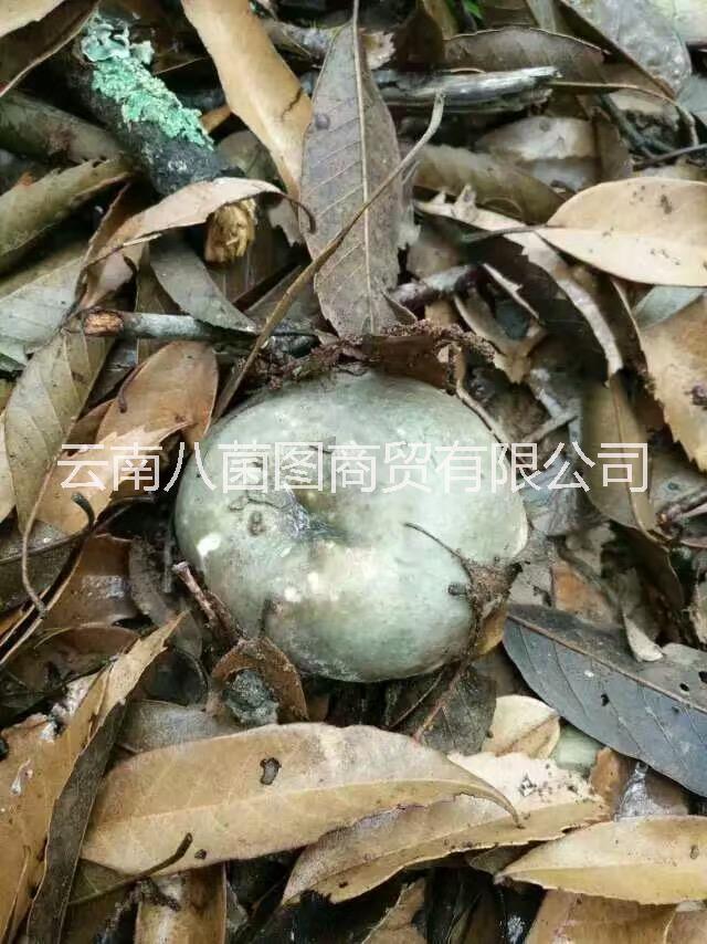 云南青頭菌鮮貨 青頭菌鮮貨批發(fā) 青頭菌鮮貨報價 青頭菌鮮貨供應(yīng)商 青頭菌哪里好