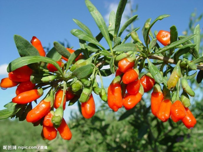 枸杞提取物      枸杞提取物 枸杞提取物      枸杞多糖