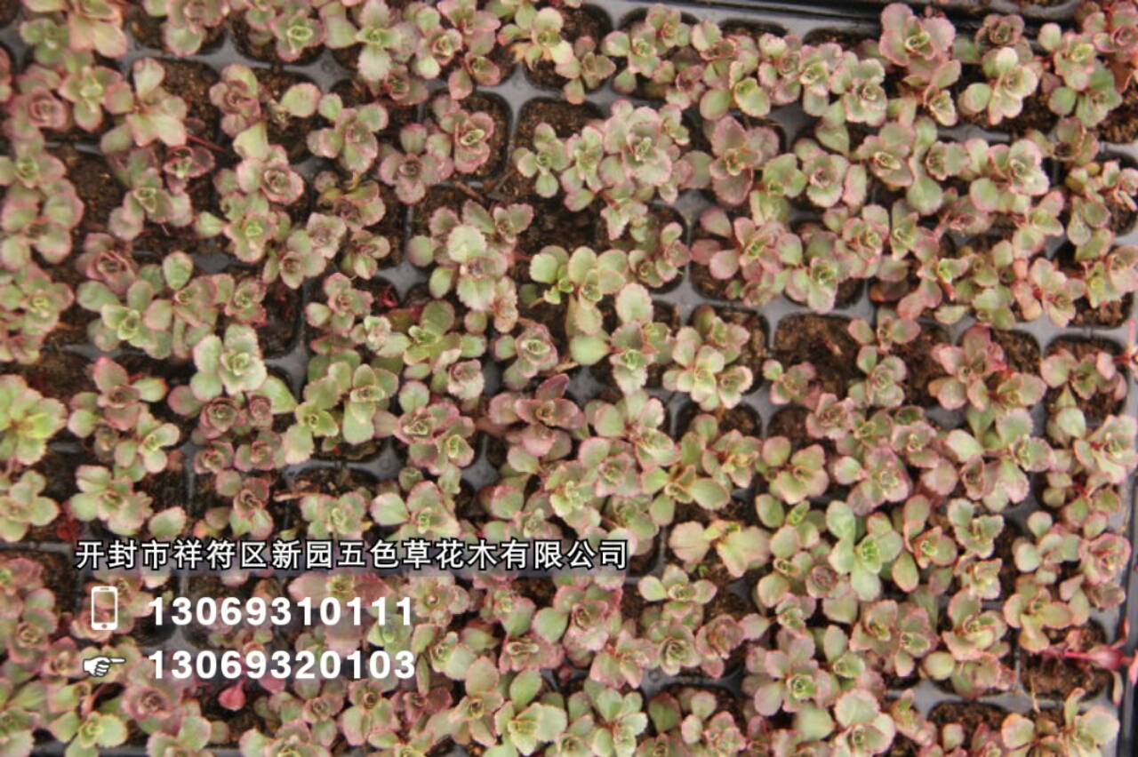 開(kāi)封新園五色草造型素材--佛甲草 開(kāi)封新園五色草造型素材--胭脂紅 新園五色草造型素材--胭脂紅景天 新園立體造型素材-