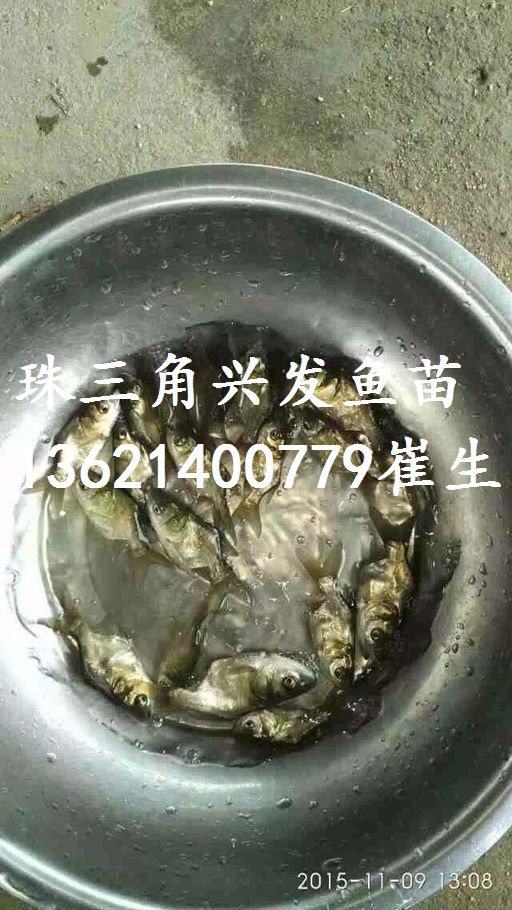廣東縮骨大頭、湖南縮骨鳙魚、縮骨花鰱 廣東縮骨大頭魚苗批發(fā)