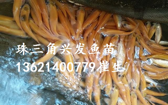 廣東金草魚苗、廣西金鯇魚苗、俄羅斯金絲草魚 湖南金草魚苗批發(fā)