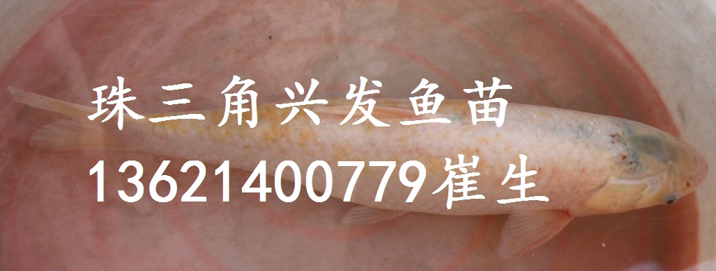 廣東金草魚苗、廣西金鯇魚苗、俄羅斯金絲草魚 湖南金草魚苗批發(fā)