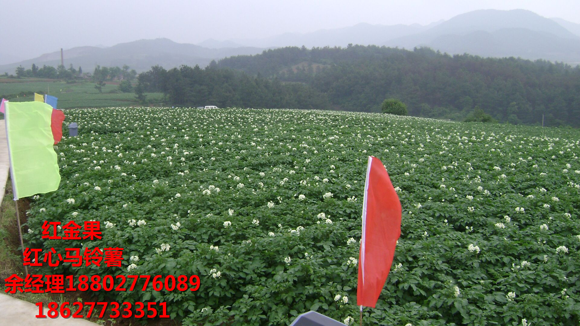 紅心馬鈴薯的功效與作用