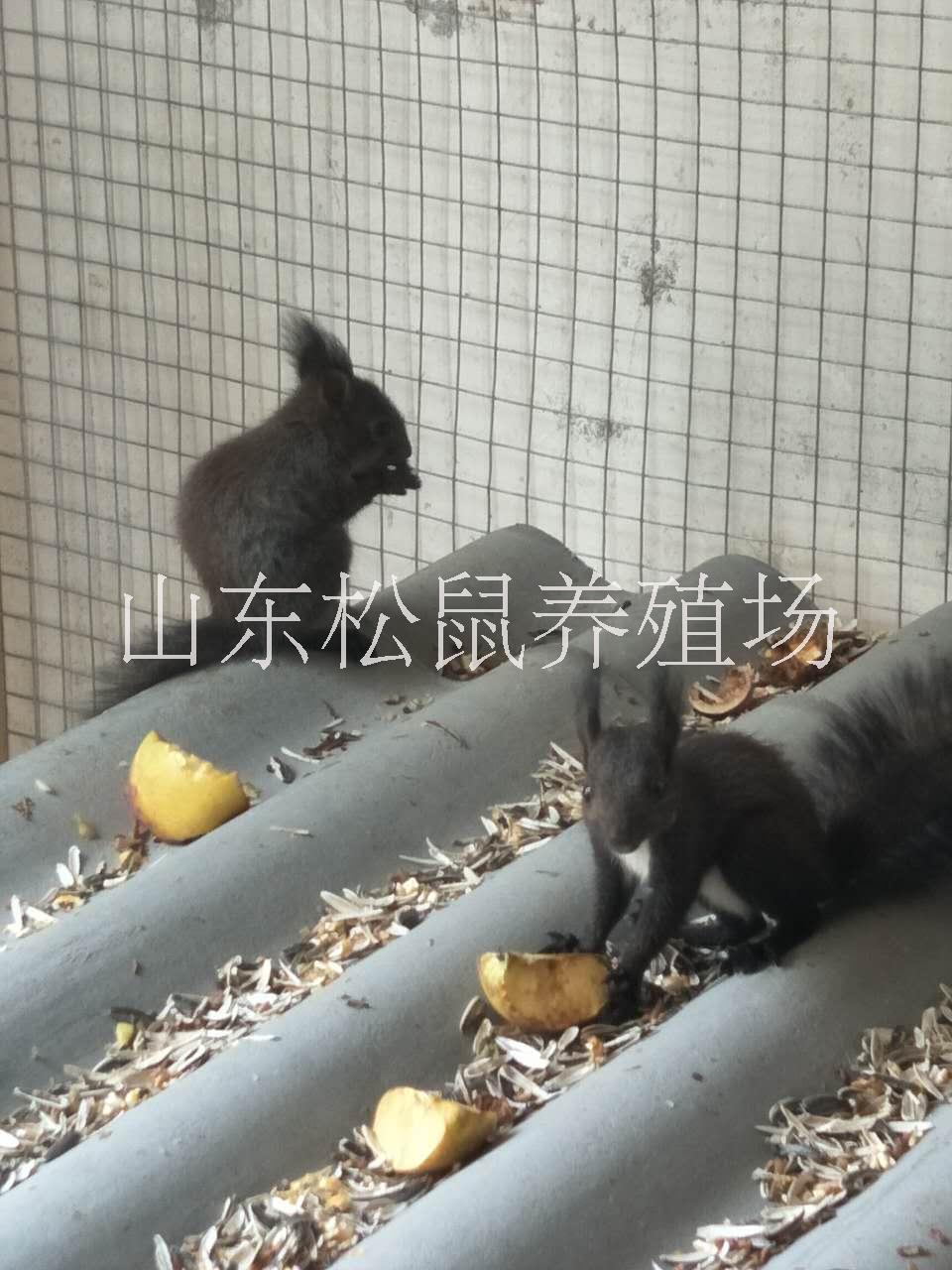 *魔王*價(jià)格哪里有賣*