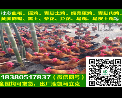 延安蛋雞苗代理商，蛋雞苗養(yǎng)殖技術(shù)