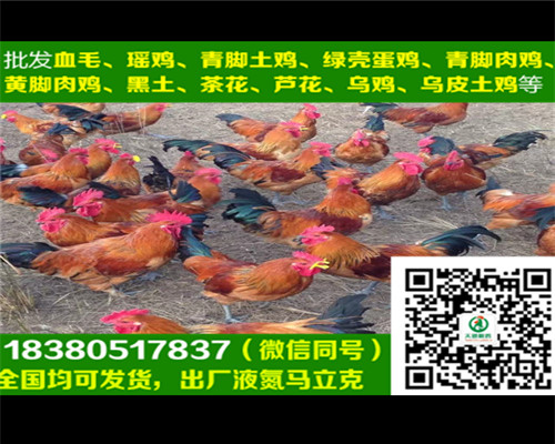 延安蛋雞苗代理商，蛋雞苗養(yǎng)殖技術(shù)