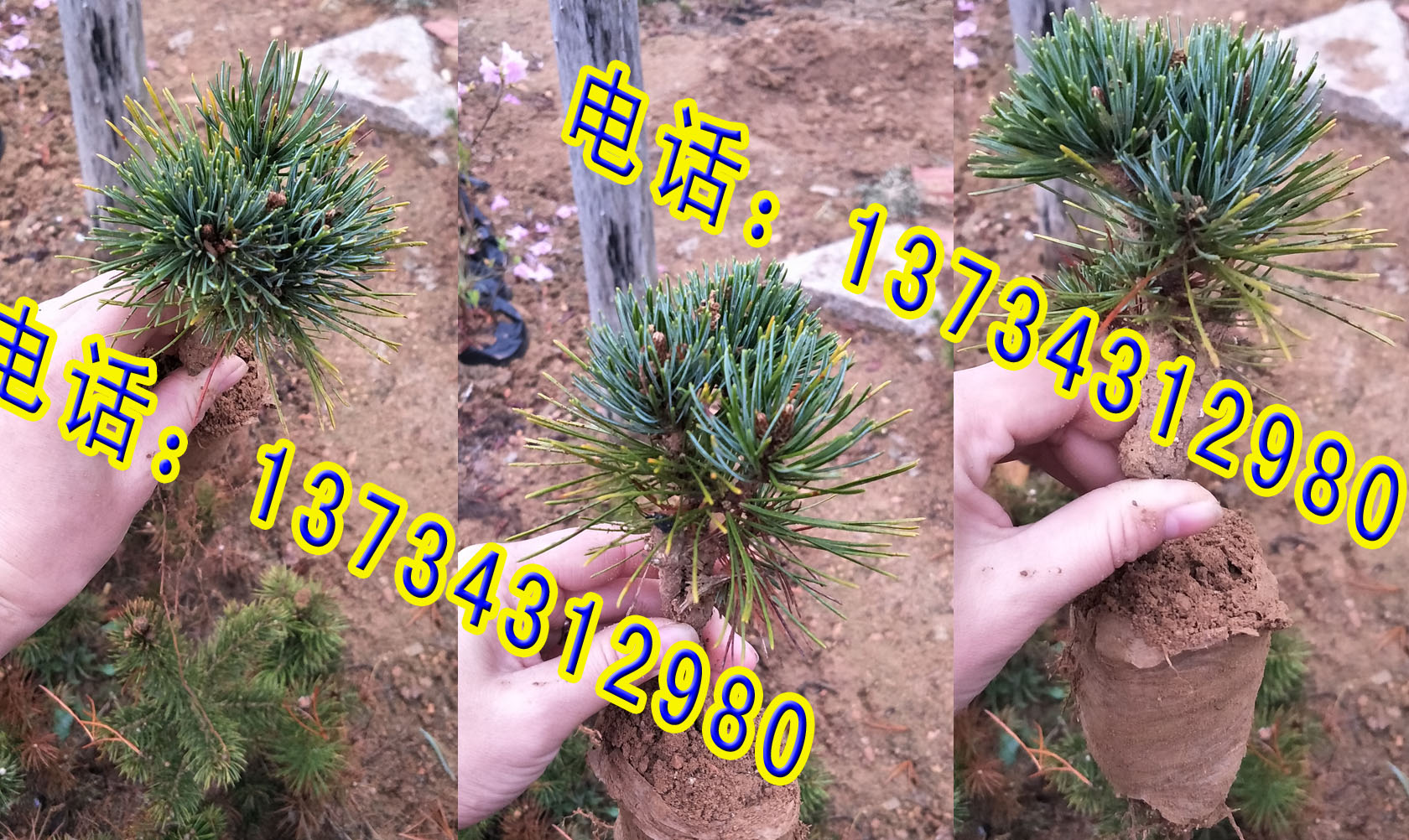 山東嫁接五針?biāo)尚∶?五針?biāo)蓛r(jià)格 五針?biāo)尚∶绻?yīng)商 五針?biāo)擅?  title=