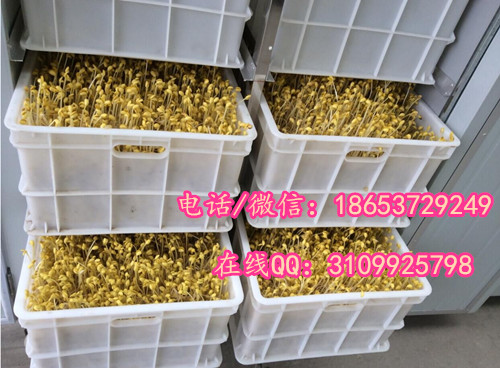 開封小型豆芽機(jī) 全自動豆芽機(jī) 自動豆芽機(jī)廠家