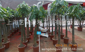 綠植租擺 單桿幸福樹 租擺 零售綠化租擺 辦公室綠化