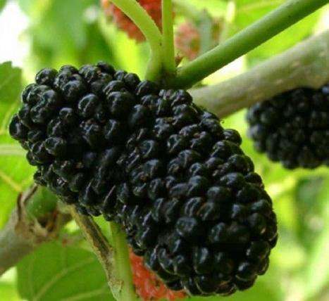 供進(jìn)口天然濃縮果汁，桑葚濃縮汁