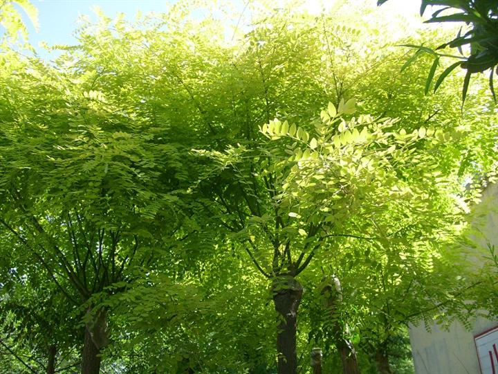 國槐價(jià)格國槐圖片 國槐價(jià)格國槐圖片國槐種子小苗價(jià)格