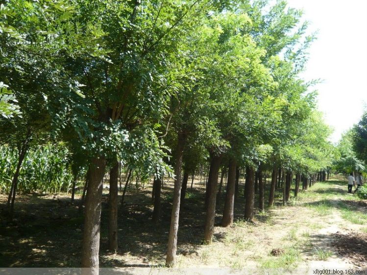 國槐價(jià)格國槐圖片 國槐價(jià)格國槐圖片國槐種子小苗價(jià)格