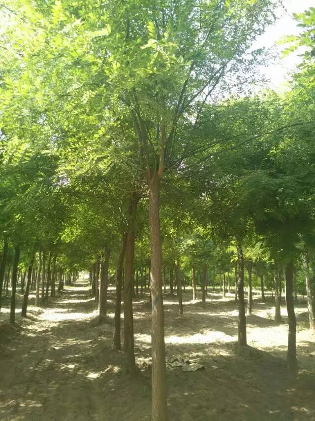 國槐價(jià)格國槐圖片 國槐價(jià)格國槐圖片國槐種子小苗價(jià)格