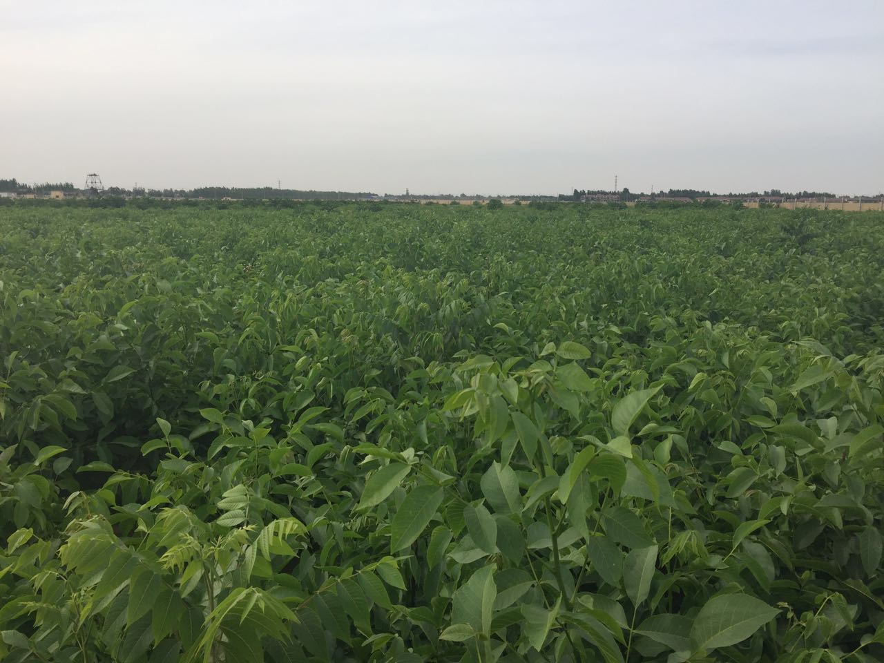 冠核一號核桃苗 純種嫁接 120cm以上 保成活 嫁接核桃苗