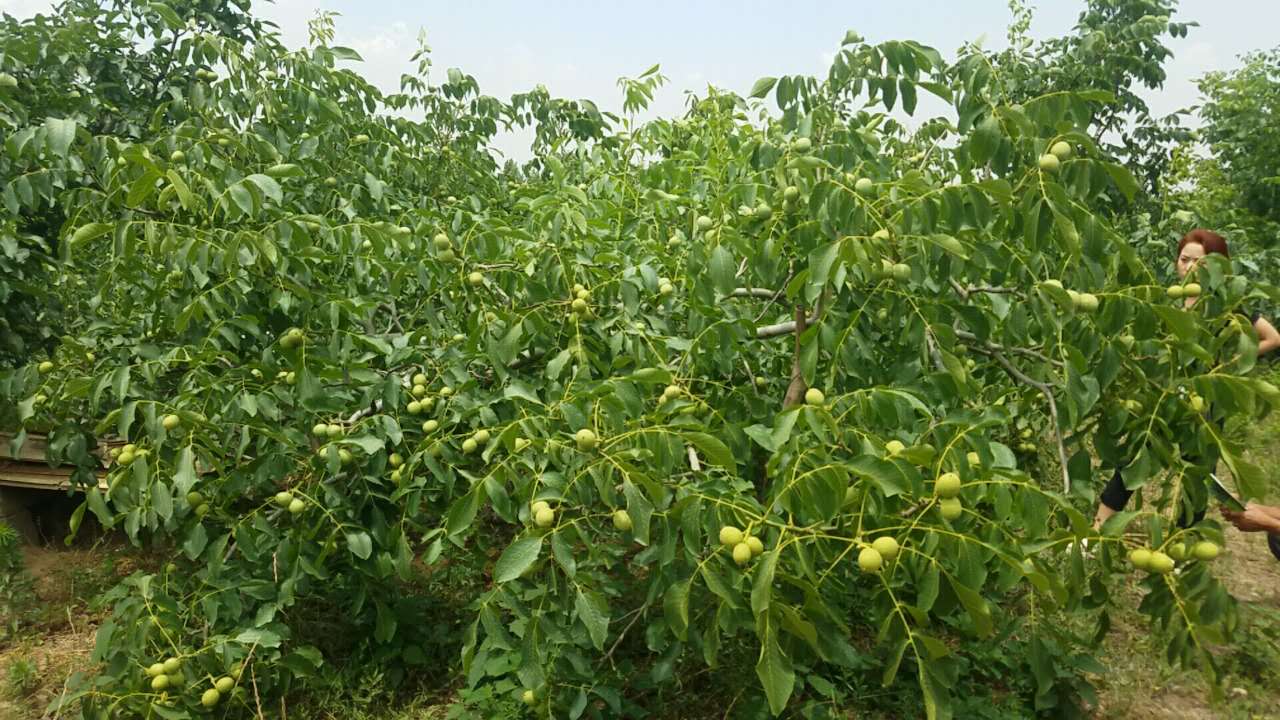 冠核一號核桃苗 純種嫁接 120cm以上 保成活 嫁接核桃苗