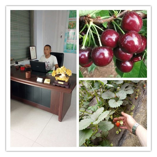 法蘭地草莓苗 法蘭地草莓苗價格  法蘭地草莓脫毒大棚苗