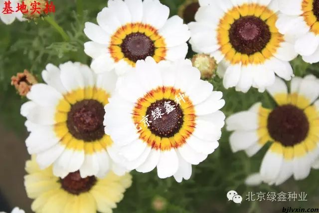 供應LVXIN牌花環(huán)菊