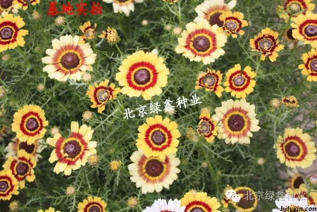 供應LVXIN牌花環(huán)菊