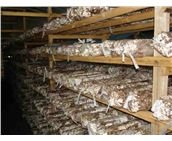 方格*香菇提取物