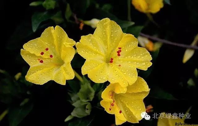供應(yīng)LVXIN牌紫茉莉花種
