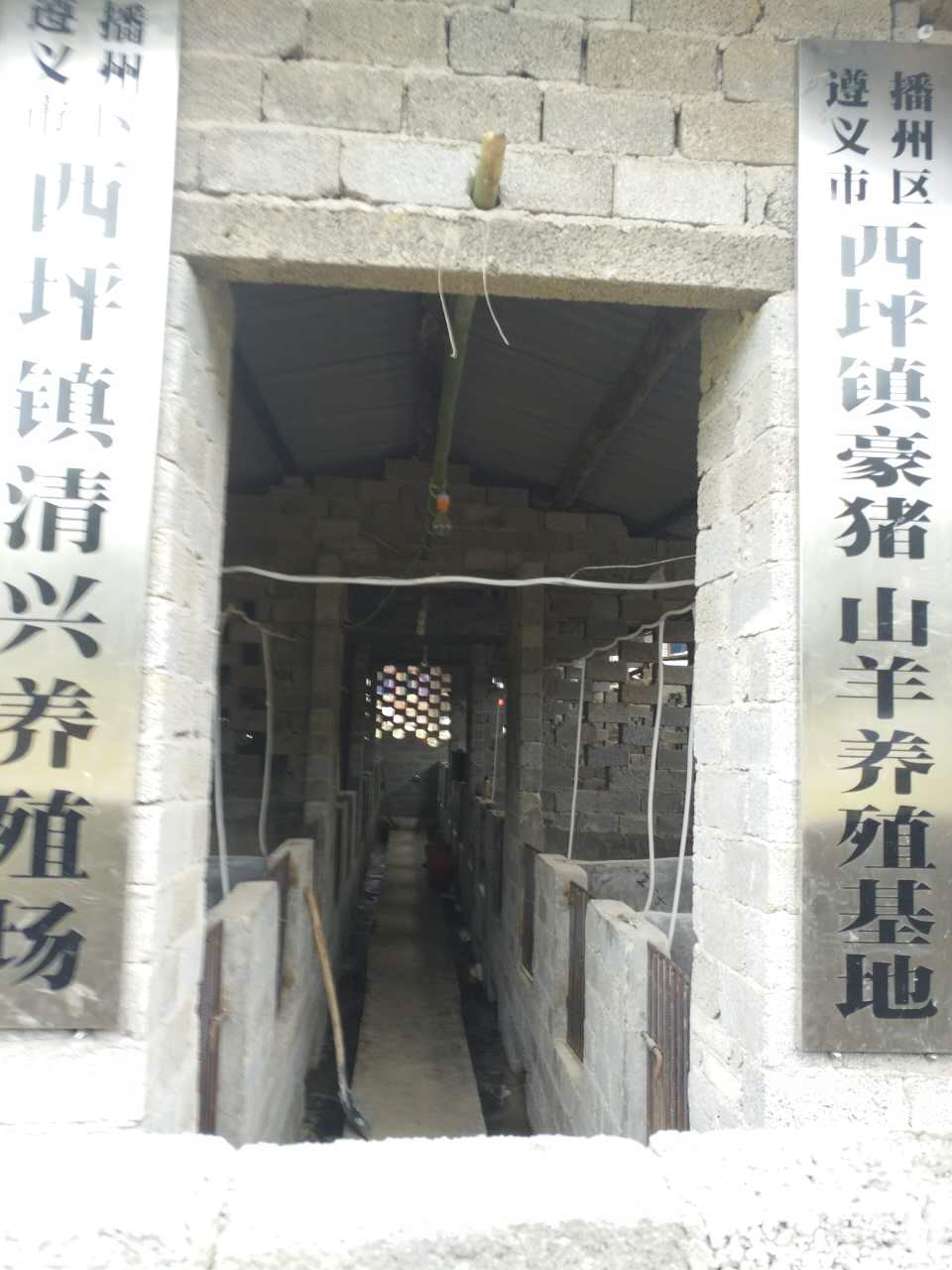 貴州* 中華本地* 中華本地刺豬