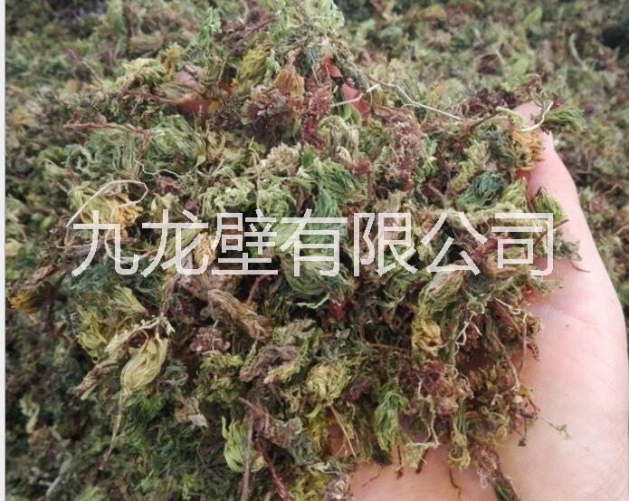 回心草批發(fā)價格產(chǎn)地直銷
