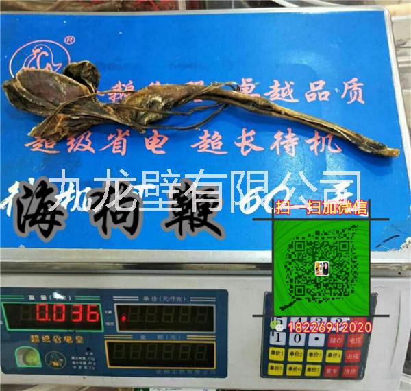 安徽海狗鞭批發(fā)@安徽海狗鞭供應(yīng)商電話@安徽海狗鞭生產(chǎn)廠家