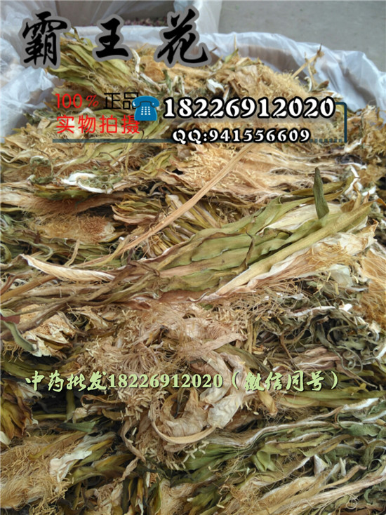 回心草批發(fā)價格產(chǎn)地直銷