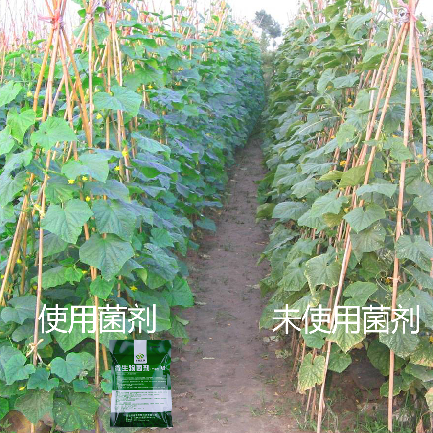 山東微生物菌劑價格@山東微生物菌劑報價@山東微生物菌劑廠家