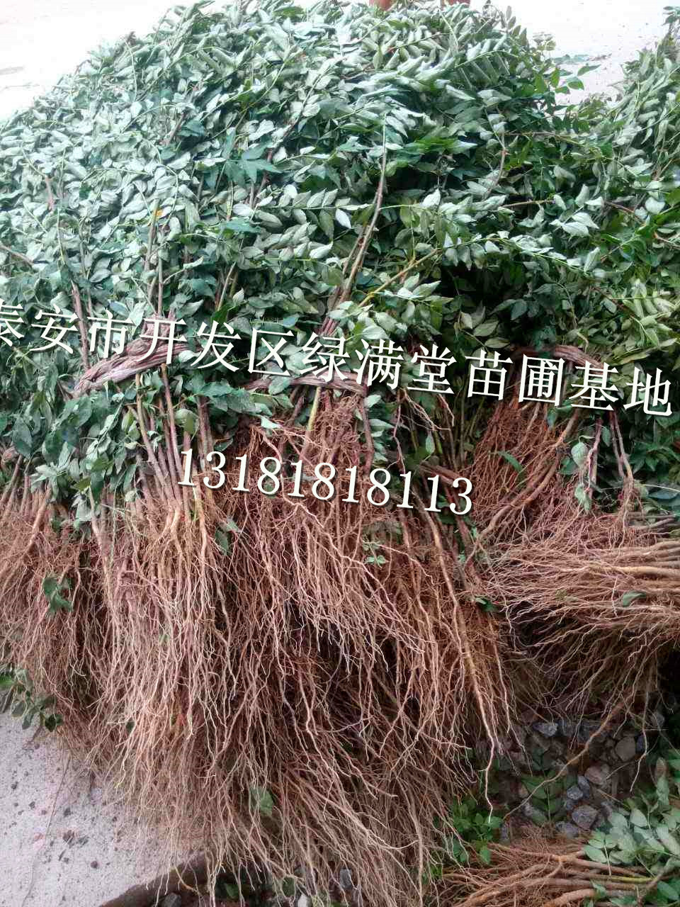 花椒苗批發(fā)-花椒苗品種-花椒苗圖片-百度知道