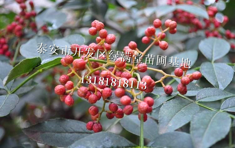 花椒苗批發(fā)-花椒苗品種-花椒苗圖片-百度知道