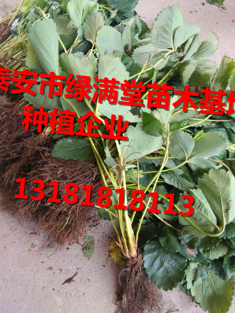 草莓苗網(wǎng)站-草莓苗種植季節(jié)-泰安市綠滿(mǎn)堂種植企業(yè)