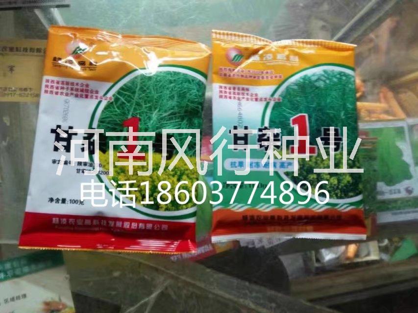 抗病高產(chǎn)甘雜1號油菜種子