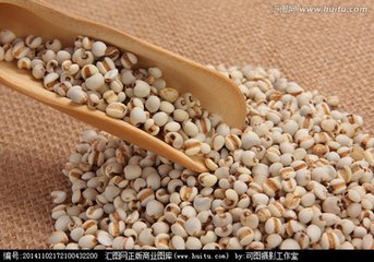 烘焙薏米  熟薏米 現(xiàn)磨薏米豆?jié){供應(yīng)商 熟薏米廠價供應(yīng)批發(fā)7.4
