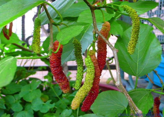 超長果桑 哪里有果桑苗賣 桑苗供應(yīng)