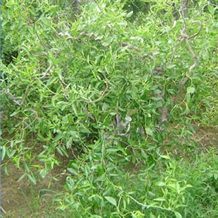 龍須桑 哪里有果桑苗賣 桑苗供應(yīng)