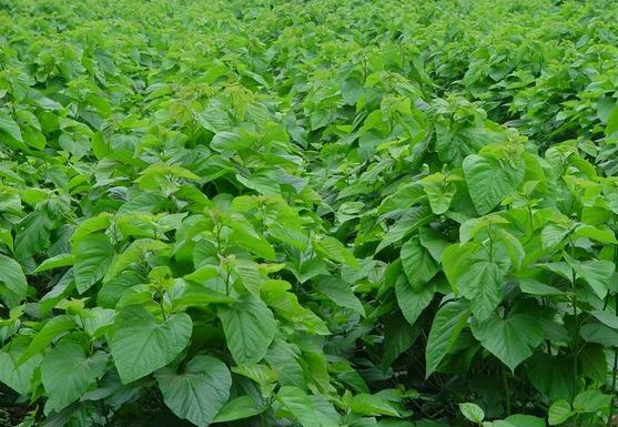 桑苗便宜出售 哪里有果桑苗賣 桑苗供應(yīng)