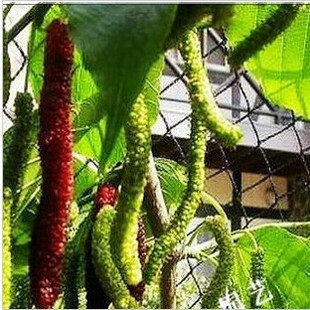 超長果桑 哪里有果桑苗賣 桑苗供應(yīng)