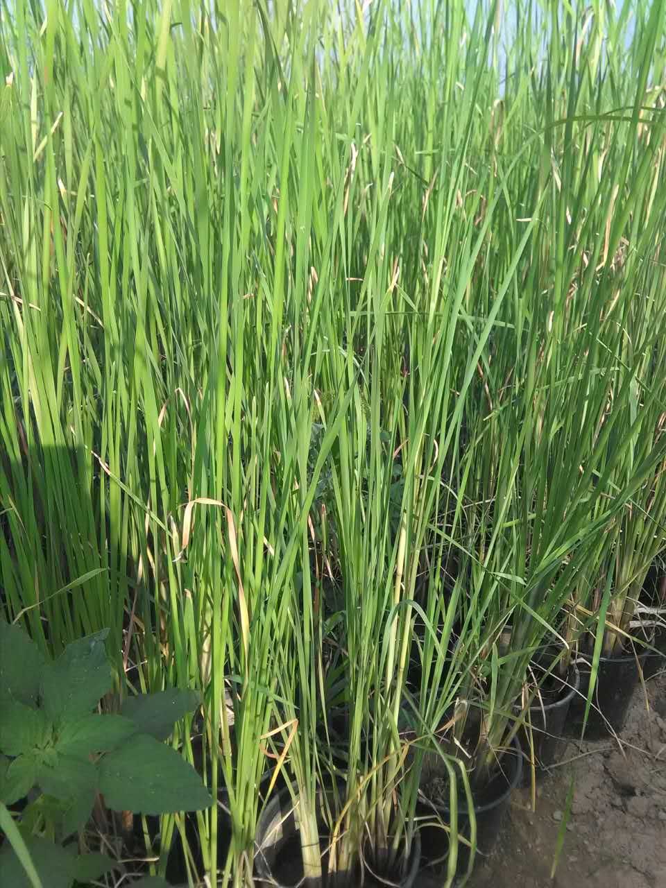 西北草皮草花水生植物批發(fā)基地