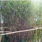 草坪 百慕大草卷 工程綠化苗 工程綠化竹