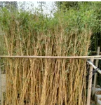 草坪 百慕大草卷 工程綠化苗 工程綠化竹