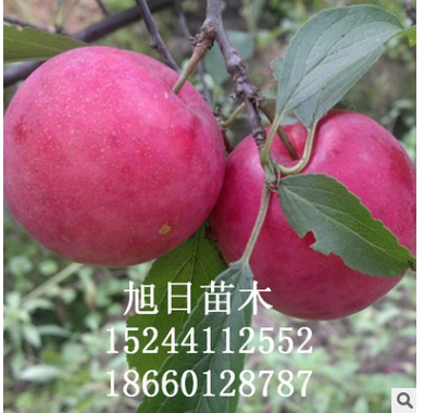 批發(fā)李子苗 出售優(yōu)質(zhì)李子樹苗 品種齊全李子苗 大量現(xiàn)貨李子苗
