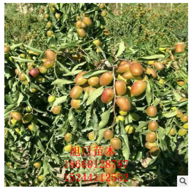 出售優(yōu)質(zhì)棗樹苗 *批發(fā)棗樹苗 價格低成活率高棗樹苗