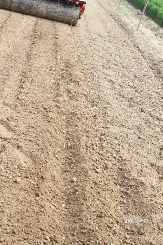 瑪麗亞大蒜播種機(jī)|大蒜種植機(jī)成功