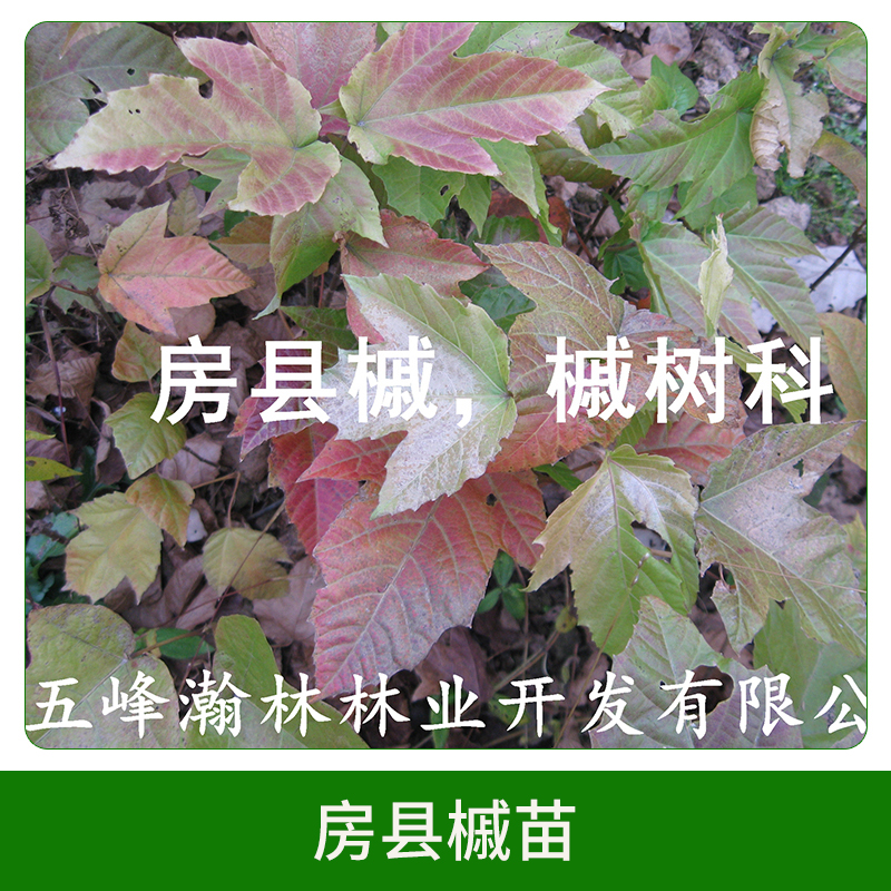 房縣槭苗直銷 彩葉樹種房縣槭苗苗木苗圃 綠化苗木 歡迎來電訂購