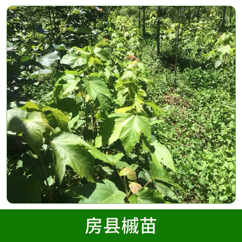 房縣槭苗直銷 彩葉樹種房縣槭苗苗木苗圃 綠化苗木 歡迎來電訂購