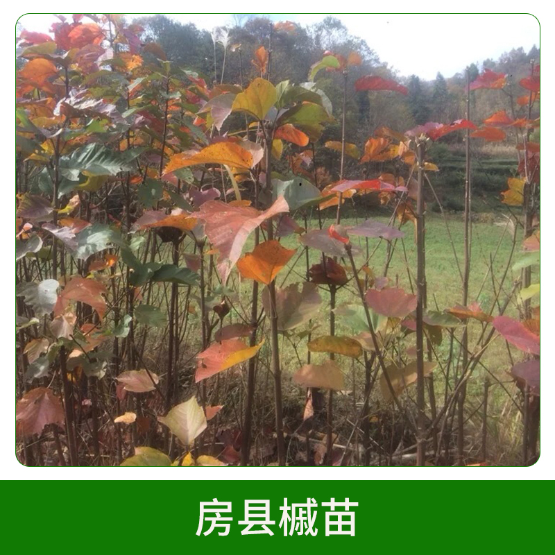 3年生房縣槭苗 彩葉樹種房縣槭苗苗木苗圃 其他綠化苗木 歡迎來電咨詢